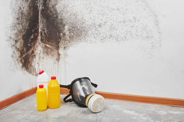 Best Mold Remediation Experts  in Exeter, PA