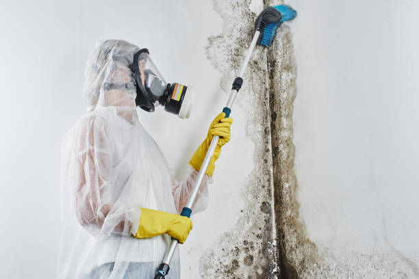 Best Attic Mold Removal  in Exeter, PA