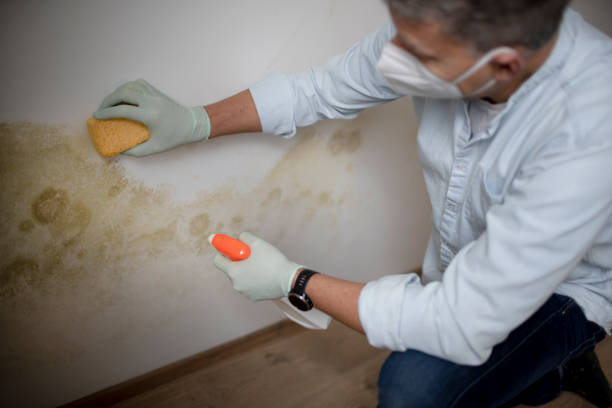 Best Mold Testing  in Exeter, PA