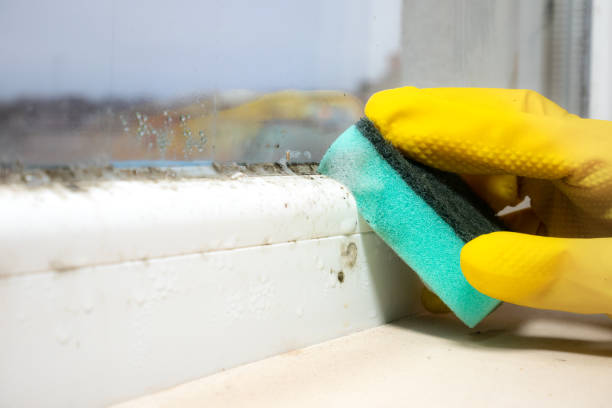 Attic Mold Removal in Exeter, PA