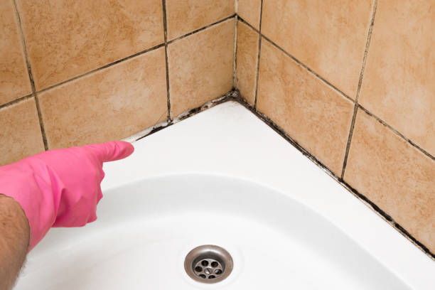 Best Toxic Mold Removal  in Exeter, PA