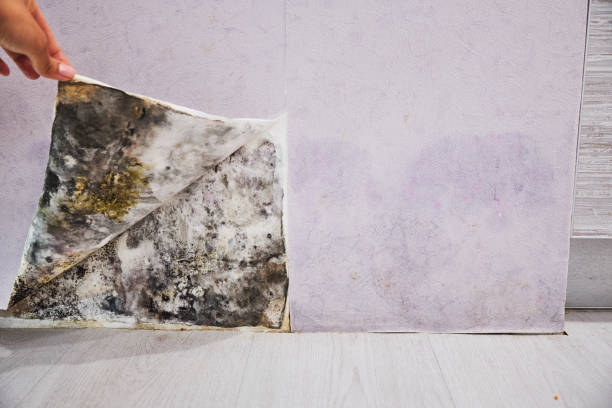 Reliable Exeter, PA Mold Removal Solutions